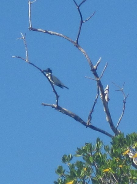 Captiva101812-4758.jpg - Kingfisher, Ding Darling