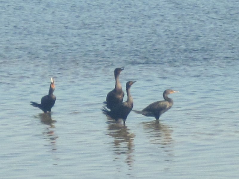 Captiva101812-4762.jpg - Cormorant