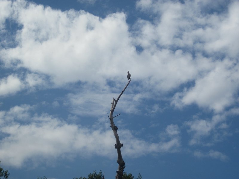 Captiva101812-4524.jpg - Kayak from McCarthy Marina, Captiva,  around Buck Key in Pine Island Sound