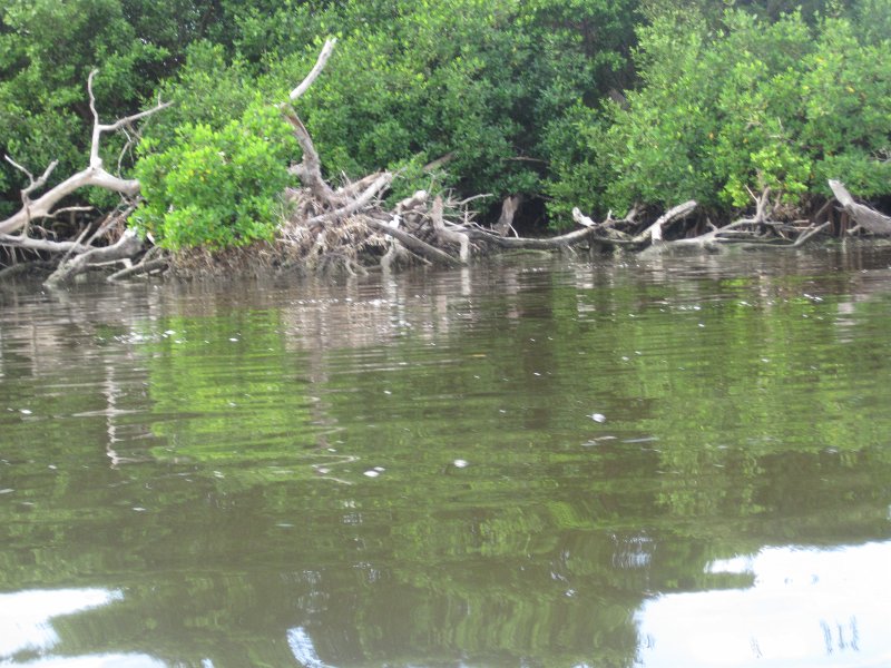 Captiva101812-4525.jpg - Kayak from McCarthy Marina, Captiva,  around Buck Key in Pine Island Sound