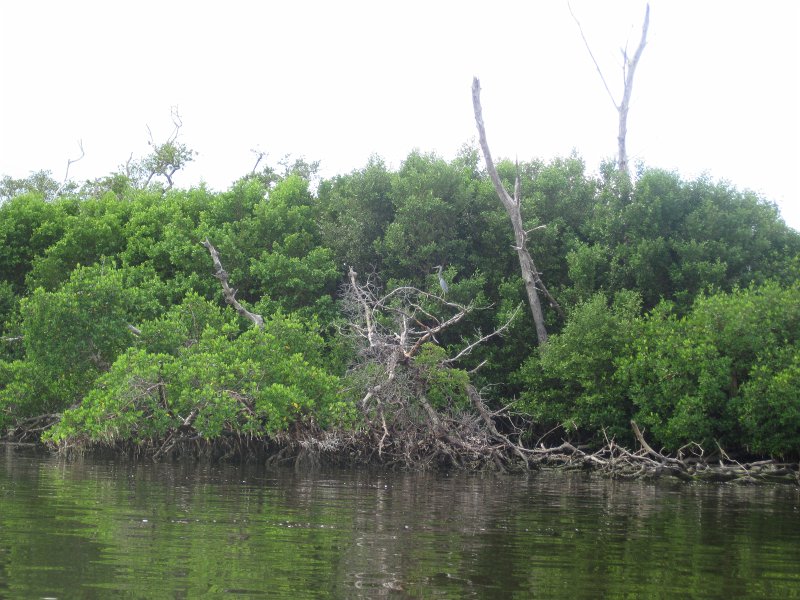Captiva101812-4526.jpg - Kayak from McCarthy Marina, Captiva,  around Buck Key in Pine Island Sound