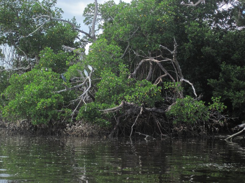 Captiva101812-4537.jpg - Kayak from McCarthy Marina, Captiva,  around Buck Key in Pine Island Sound