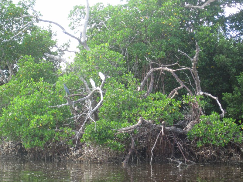 Captiva101812-4539.jpg - Kayak from McCarthy Marina, Captiva,  around Buck Key in Pine Island Sound