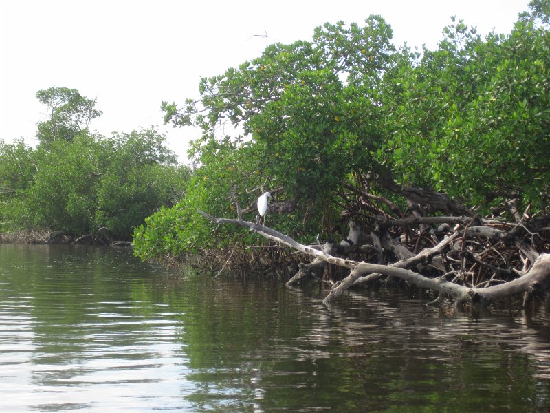 Captiva101812-4540.jpg - Kayak from McCarthy Marina, Captiva,  around Buck Key in Pine Island Sound