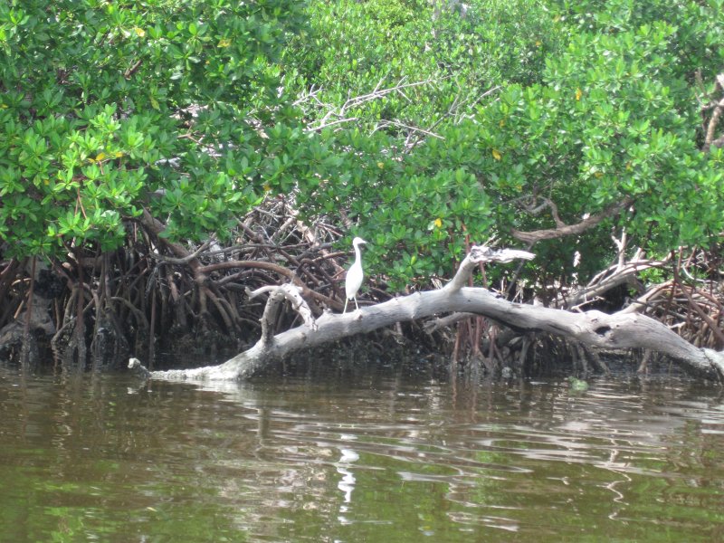 Captiva101812-4542.jpg - Kayak from McCarthy Marina, Captiva,  around Buck Key in Pine Island Sound