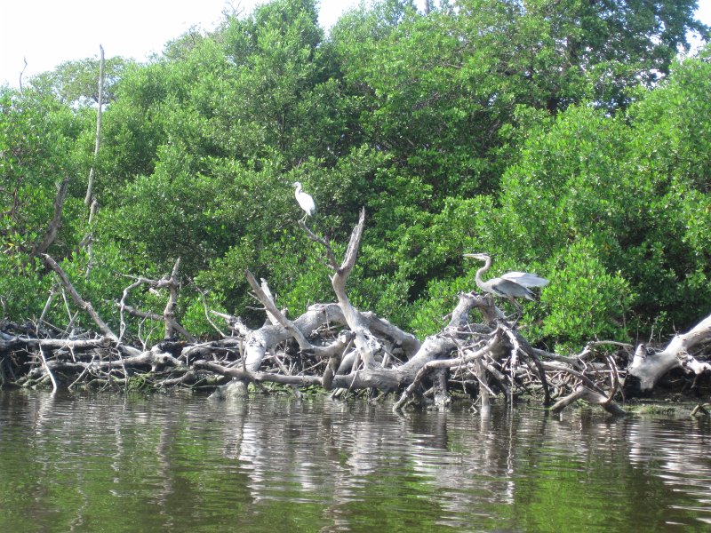 Captiva101812-4545.jpg - Kayak from McCarthy Marina, Captiva,  around Buck Key in Pine Island Sound
