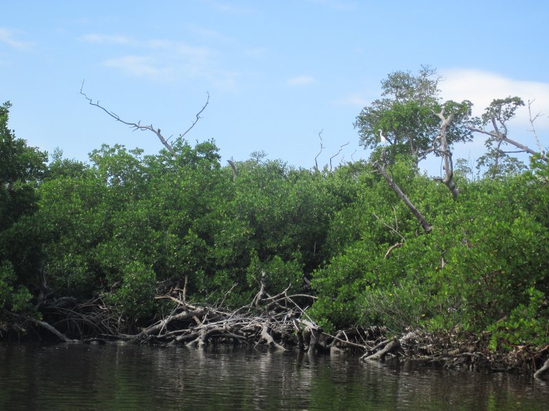 Captiva101812-4548.jpg - Kayak from McCarthy Marina, Captiva,  around Buck Key in Pine Island Sound
