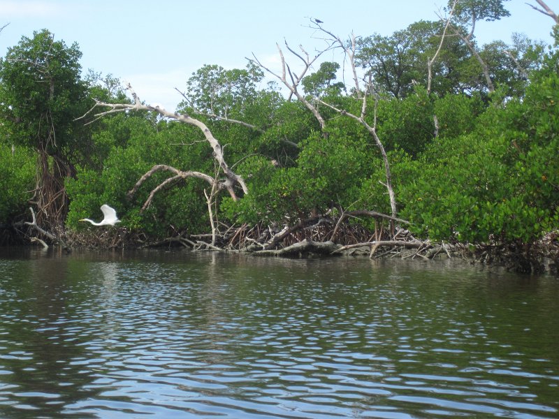 Captiva101812-4549.jpg - Kayak from McCarthy Marina, Captiva,  around Buck Key in Pine Island Sound