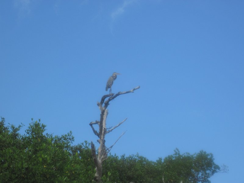 Captiva101812-4551.jpg - Kayak from McCarthy Marina, Captiva,  around Buck Key in Pine Island Sound