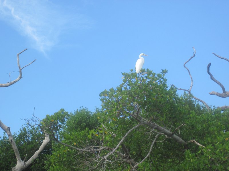 Captiva101812-4552.jpg - Kayak from McCarthy Marina, Captiva,  around Buck Key in Pine Island Sound