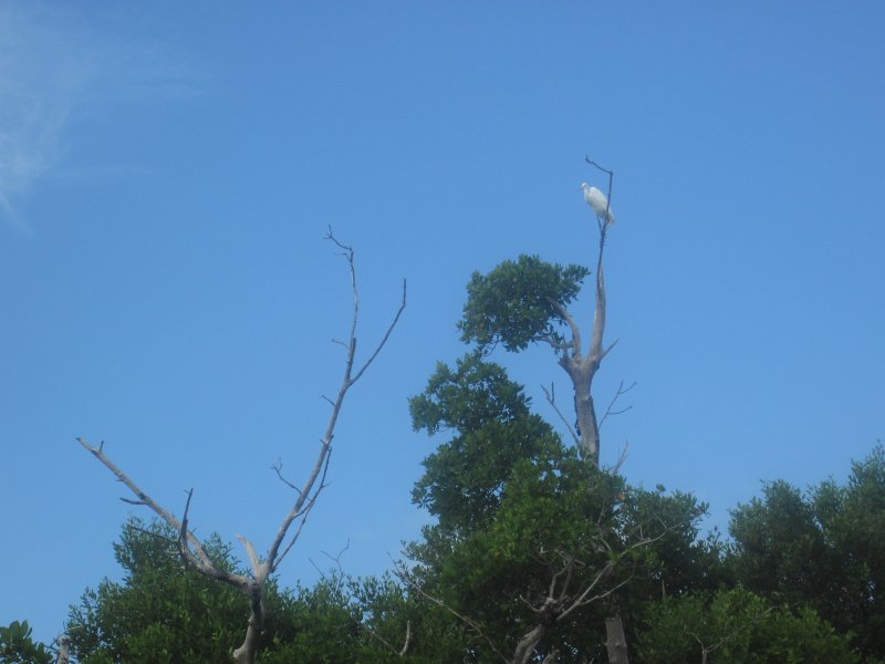 Captiva101812-4555.jpg - Kayak from McCarthy Marina, Captiva,  around Buck Key in Pine Island Sound