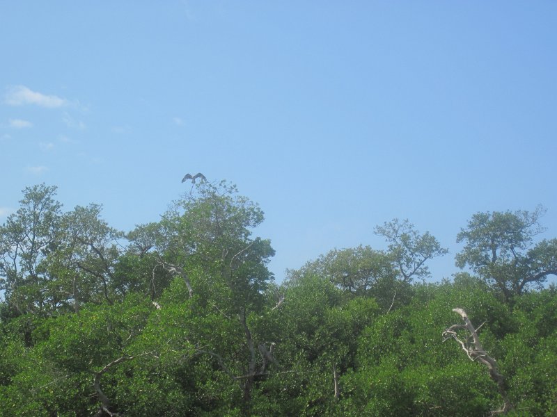 Captiva101812-4557.jpg - Kayak from McCarthy Marina, Captiva,  around Buck Key in Pine Island Sound