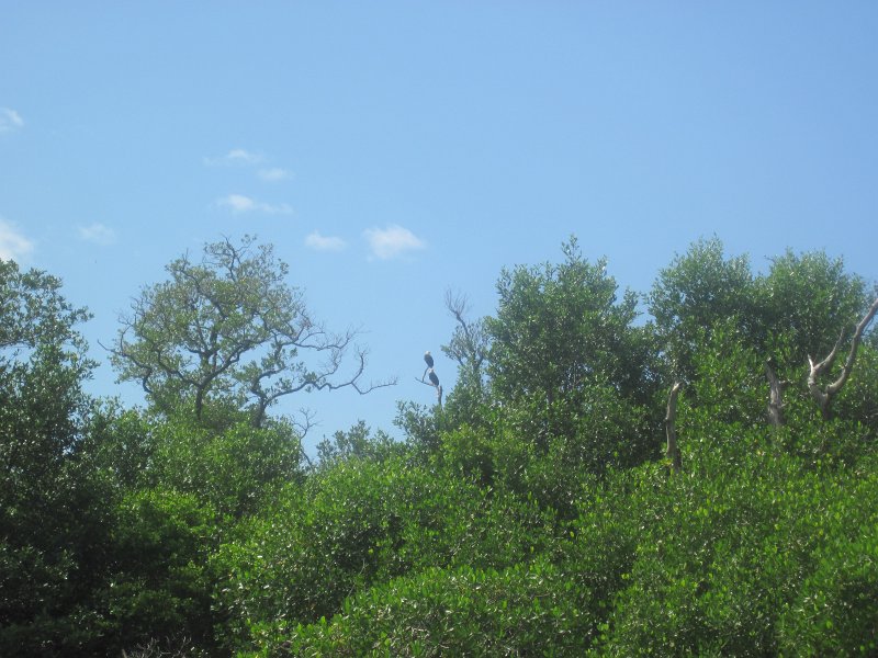 Captiva101812-4561.jpg - Kayak from McCarthy Marina, Captiva,  around Buck Key in Pine Island Sound