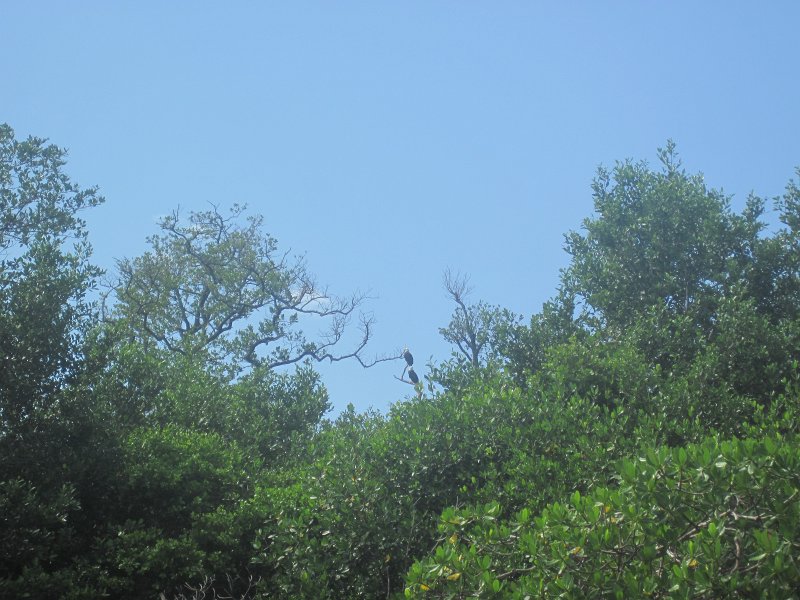 Captiva101812-4563.jpg - Kayak from McCarthy Marina, Captiva,  around Buck Key in Pine Island Sound