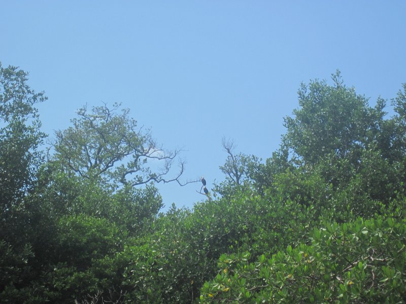 Captiva101812-4564.jpg - Kayak from McCarthy Marina, Captiva,  around Buck Key in Pine Island Sound