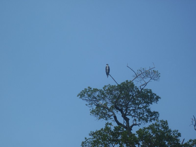 Captiva101812-4566.jpg - Kayak from McCarthy Marina, Captiva,  around Buck Key in Pine Island Sound