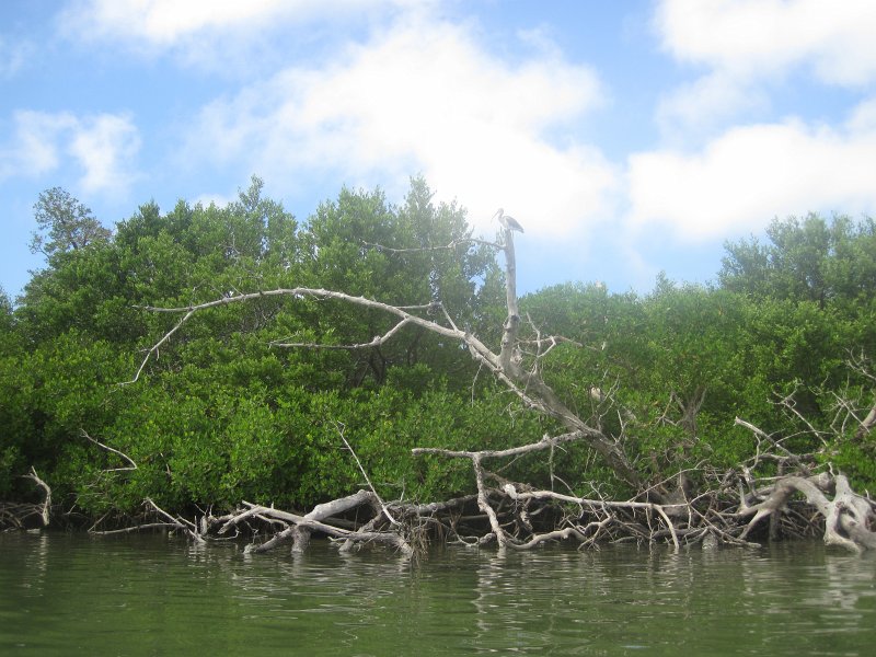 Captiva101812-4578.jpg - Kayak from McCarthy Marina, Captiva,  around Buck Key in Pine Island Sound