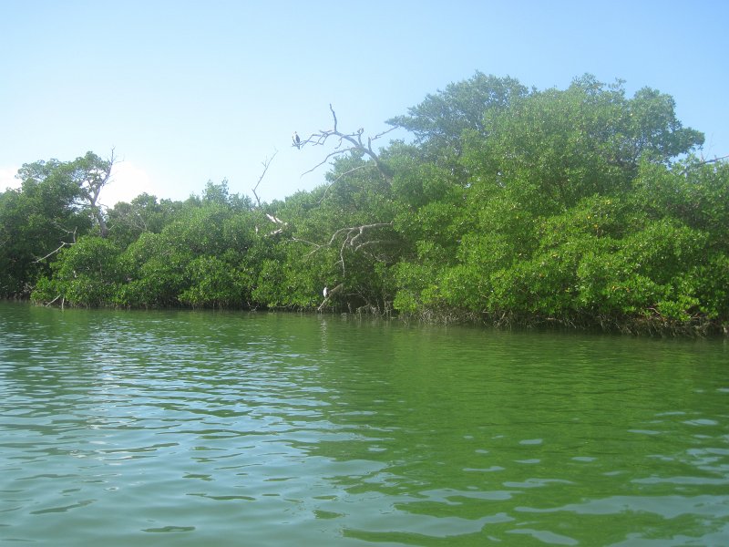 Captiva101812-4580.jpg - Kayak from McCarthy Marina, Captiva,  around Buck Key in Pine Island Sound