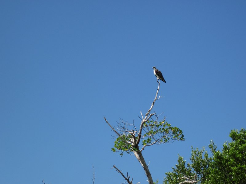 Captiva101812-4582.jpg - Kayak from McCarthy Marina, Captiva,  around Buck Key in Pine Island Sound