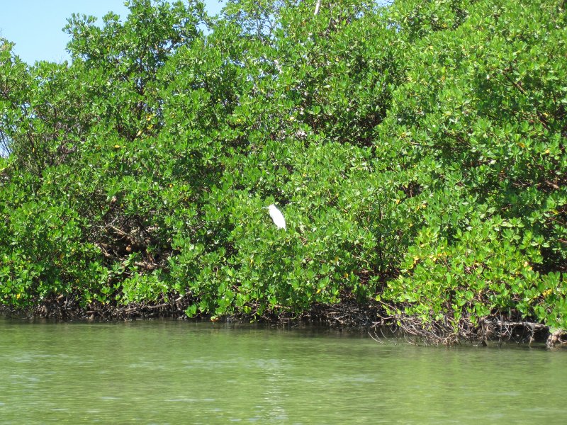 Captiva101812-4584.jpg - Kayak from McCarthy Marina, Captiva,  around Buck Key in Pine Island Sound