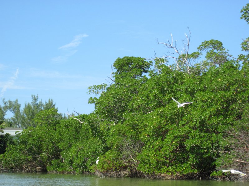 Captiva101812-4586.jpg - Kayak from McCarthy Marina, Captiva,  around Buck Key in Pine Island Sound