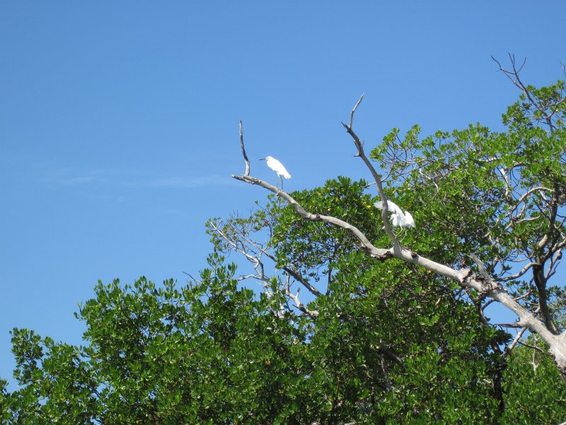 Captiva101812-4591.jpg - Kayak from McCarthy Marina, Captiva,  around Buck Key in Pine Island Sound