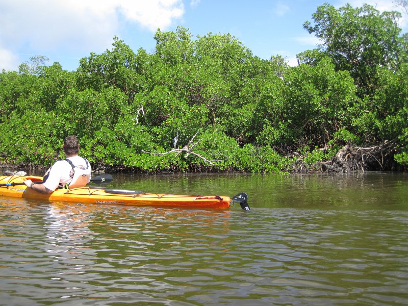Captiva101812-4620.jpg - Kayak from McCarthy Marina, Captiva,  around Buck Key in Pine Island Sound