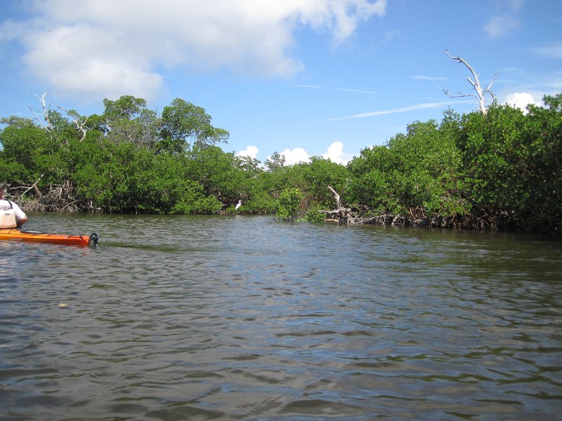 Captiva101812-4621.jpg - Kayak from McCarthy Marina, Captiva,  around Buck Key in Pine Island Sound