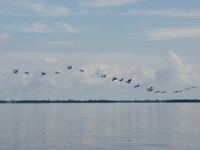 Captiva101812-4532.jpg - White Pelican migrating to Sanibel for the season