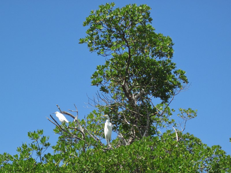 Captiva101812-4588.jpg - Kayak from McCarthy Marina, Captiva,  around Buck Key in Pine Island Sound