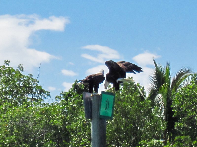 Captiva101812-4609.jpg - Kayak from McCarthy Marina, Captiva,  around Buck Key in Pine Island Sound