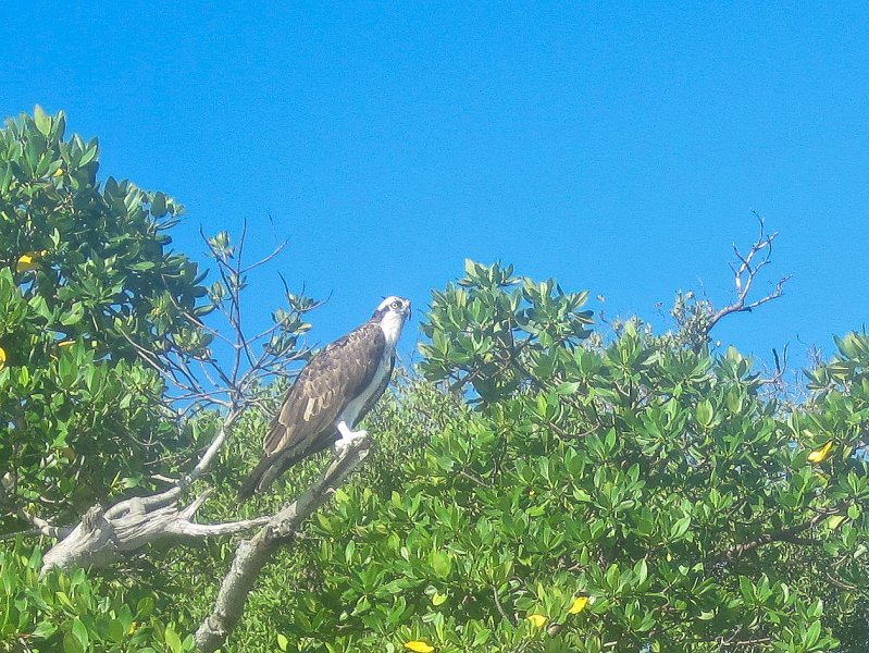 Captiva101812-4676.jpg - Kayak from McCarthy Marina, Captiva,  around Buck Key in Pine Island Sound