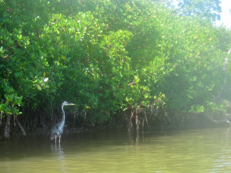 Captiva101812-4688.jpg - Great Blue Heron in the shade of some mangrove trees near the South point of Buck Key