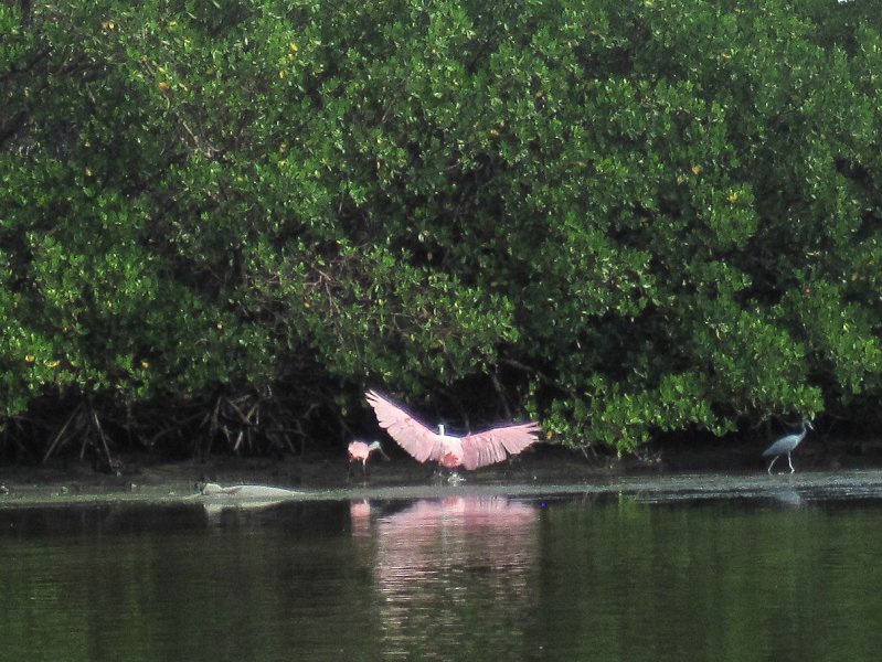 Captiva101812-4700.jpg - Kayak from McCarthy Marina, Captiva,  around Buck Key in Pine Island Sound