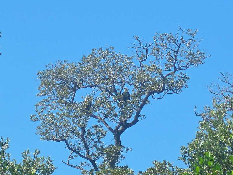 Captiva101812-4722.jpg - Kayak from McCarthy Marina, Captiva,  around Buck Key in Pine Island Sound, 3rd trip