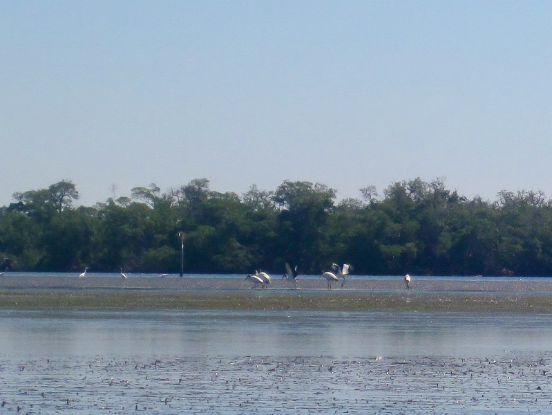 Captiva101812-4733.jpg - Kayak from McCarthy Marina, Captiva,  around Buck Key in Pine Island Sound, 3rd trip