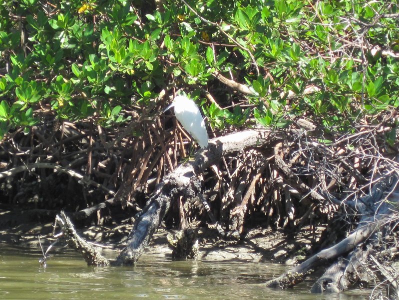 Captiva101812-4741.jpg - Kayak from McCarthy Marina, Captiva,  around Buck Key in Pine Island Sound, 3rd trip
