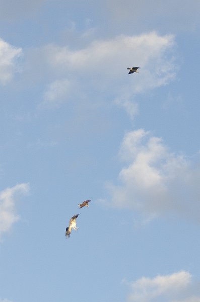 DSC_4126.jpg - Shot from the balcony of Lands End Room 1611