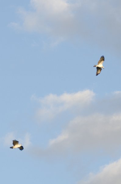 DSC_4127.jpg - Osprey. Shot from the balcony of Lands End Room 1611