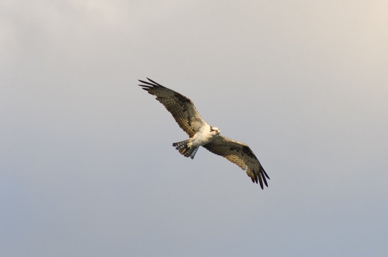 DSC_4129.jpg - Shot from the balcony of Lands End Room 1611