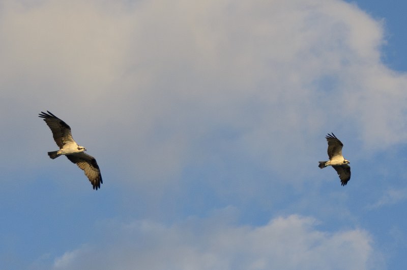 DSC_4132.jpg - Shot from the balcony of Lands End Room 1611