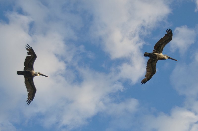 DSC_4141.jpg - Pelicans, Shot from the balcony of Lands End Room 1611