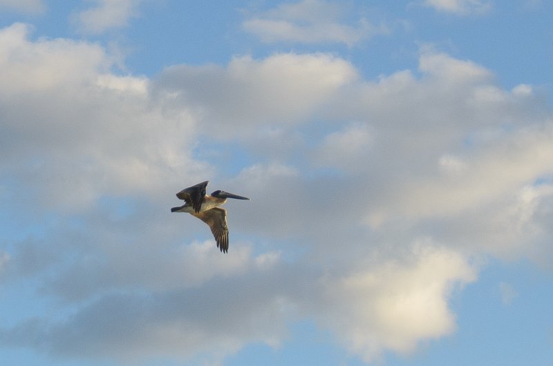 DSC_4142.jpg - Shot from the balcony of Lands End Room 1611