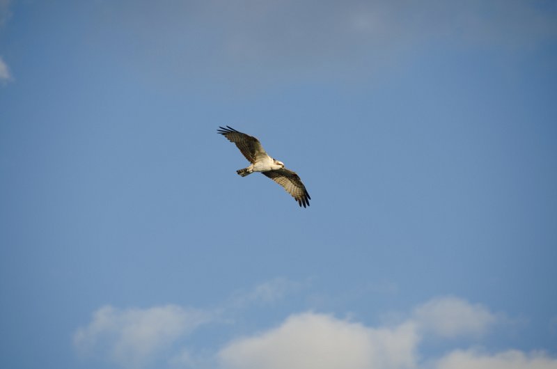 DSC_4144.jpg - Osprey, Shot from the balcony of Lands End Room 1611