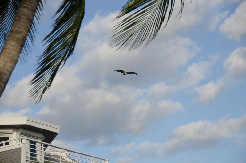 DSC_4154.jpg - Osprey view from room 1611