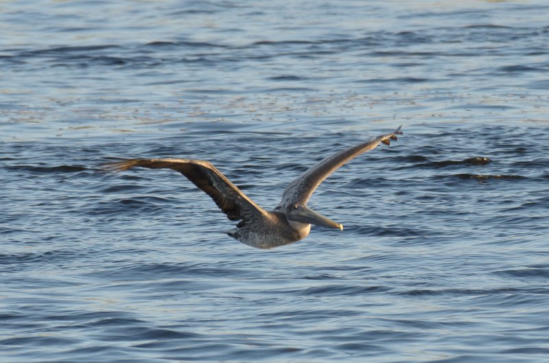 Captiva101812-3681.jpg - pictures taken from room 1611, South Seas resort.  View of Redfish Pass