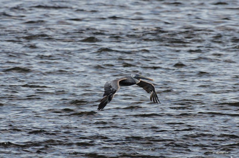 Captiva101812-3715.jpg - pictures taken from room 1611, South Seas resort.  View of Redfish Pass