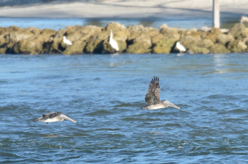 Captiva101812-3906.jpg - pictures taken from room 1611, South Seas resort.  View of Redfish Pass