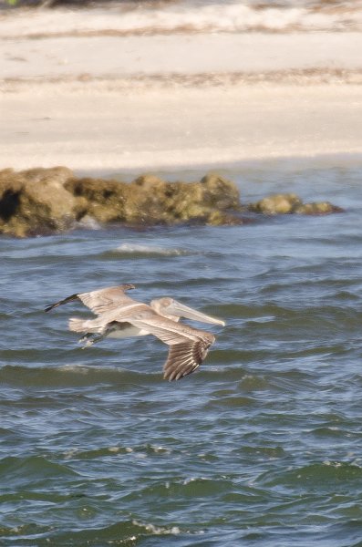 Captiva101812-3919.jpg - pictures taken from room 1611, South Seas resort.  View of Redfish Pass