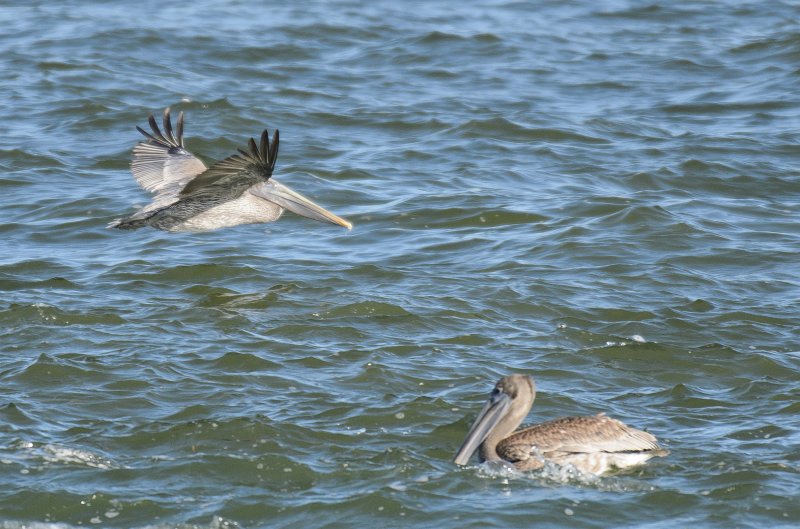 Captiva101812-3932.jpg - pictures taken from room 1611, South Seas resort.  View of Redfish Pass